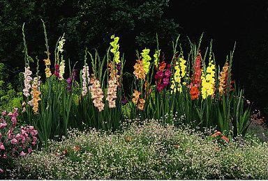 【极限竞速：地平线5 X 高德地图】联动正式开启！